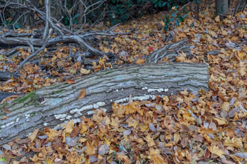 落ち葉に囲まれた横たわった木