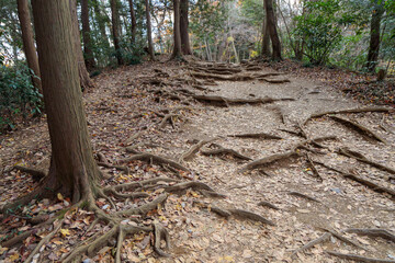 高尾山稲荷山コース