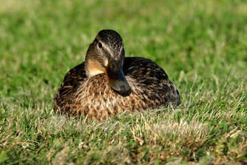 Duck on the grass.