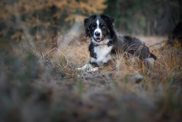 Shepherd Dog Laying In Autumn Meadow