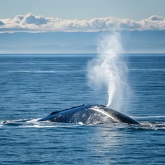 Fototapeta premium humpback tail
