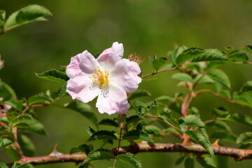  Close-up of delicate pink flower.
