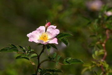  Close-up of delicate pink flower.