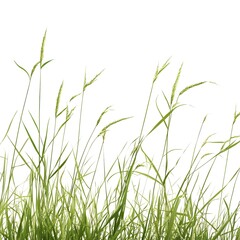 Detailed Blades of Grass in Lush Meadow against White Background