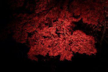黒バックの赤い紅葉