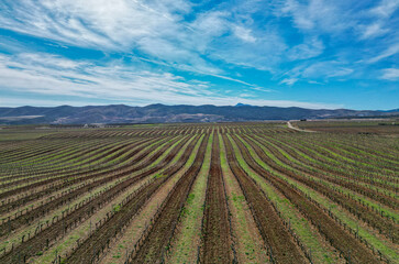 Vineyards in winter, pruned vines, sunset, colors.