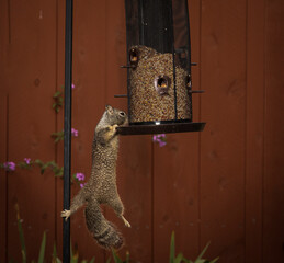 A Squirrel hanging on a bird feeder with its front paws