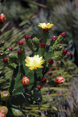 Drooping Prickly pear blooms and buds, New South Wales Australia
