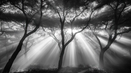 Sunbeams Illuminate Foggy Forest Trees