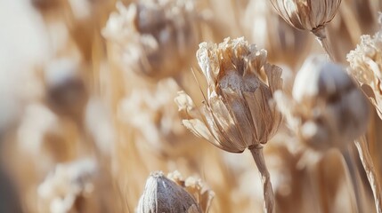 Dried poppy seed heads in soft sunlight showcasing gardening details nature's beauty and textures in a serene backdrop
