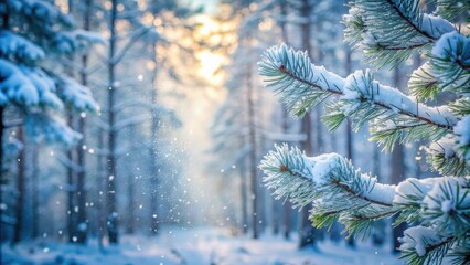 Winter Wonderland Snow-Covered Pine Branches in a Sunlit Forest