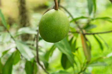 Green mango fruit Mangifera indica growing on a tree in a tropical garden, Phuket, Thailand. Sustainable agriculture, organic farming