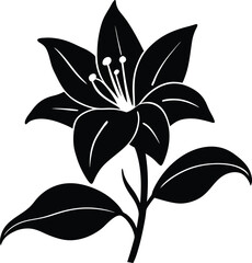 black and white lily