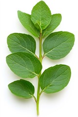 Fototapeta premium Vibrant green leaves on a white background showcase the freshness and detail of nature, ideal for health, culinary, and organic product marketing, as well as decoration in eco-friendly designs,