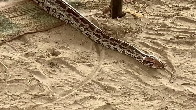 South African python (Python natalensis). A young Burmese python moving slowly along the ground, holding itself in place. A snake on the ground. Full lenght Python in pakistan. Beautiful 4k Footage.