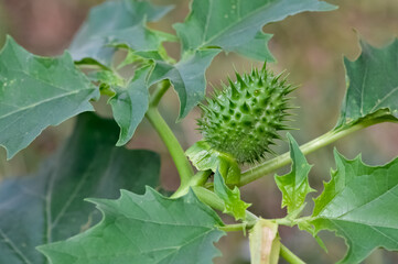 Photos of native plants, flowers and thorns.