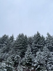 Árboles (pinos) nevados con cielo gris al fondo, en un día frío de invierno en los pirineos, formato vertical