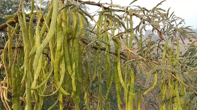prosopis juliflora fruit or fruit of the Mesquite.Mesquite fruit pattern background