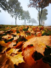autumn leaves
