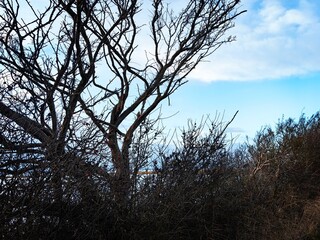 tree in the sky