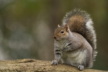 Gray Squirrel on a Branch
