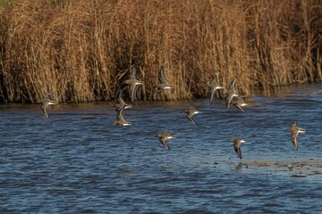 Birds in flight over a tranquil lake