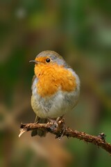 Fototapeta premium European robin perched on a branch