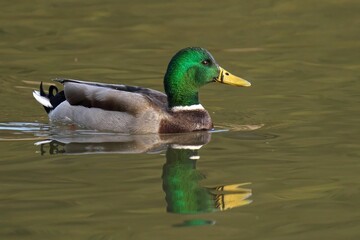 Vibrant Male Mallard Duck on Calm Lake