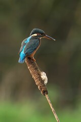 Kingfisher perched on a reed.