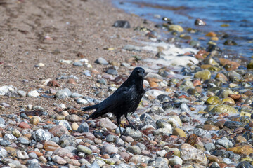 Rabenkrähe, Corvus corone, am Strand der Ostsee in der Eckernförder Bucht, Schleswig-Holstein, Deutschland