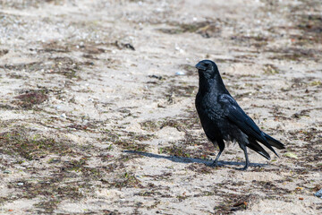Rabenkrähe, Corvus corone, am Strand der Ostsee in der Eckernförder Bucht, Schleswig-Holstein, Deutschland