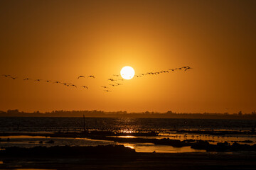 Flock of Birds Silhouetted Against Sunset Over Water 300dpi