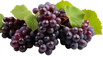 Fresh black grapes in a tight cluster, symbolizing organic health and natural goodness, studio view, isolated on transparent background.