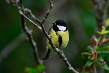 Obraz premium Great tit // Kohlmeise (Parus major)