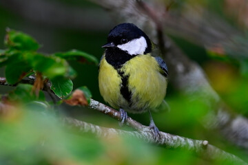 Fototapeta premium Great tit // Kohlmeise (Parus major)
