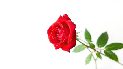 Fototapeta premium Red rose flower isolated on a white backdrop.