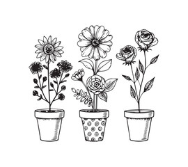 Black and white Set of continuous one line drawing of a flowers in a pots