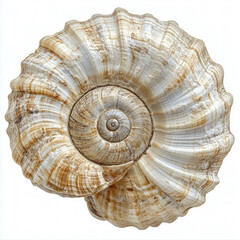 Snail Shell Isolated