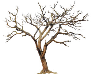 Isolated Dead Tree with Dry Branches and Trunk