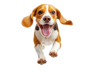 Isolated Running Beagle with Tongue Out