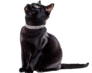 Isolated Black Cat Looking Up with Diamond Necklace