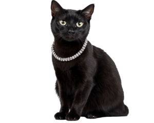 Isolated Black Cat with Diamond Necklace