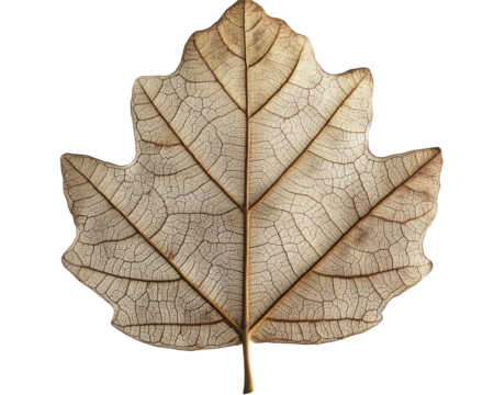 Isolated Detailed Leaf of a Plane Tree