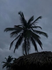 Silhouetted palm tree at blue hour