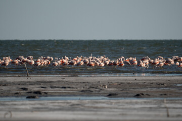 Fototapeta premium Southern Flamingo in Salt Lagoon