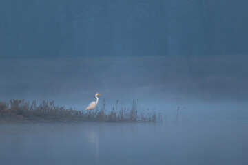 Biała czapla nad rzeką