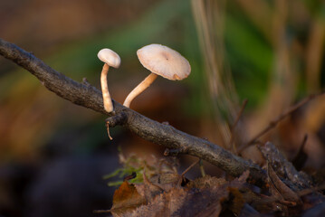 Małe białe grzyby rosnące na gałązce © M