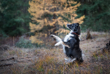 Cute Dog Begging In Autumn Meadow