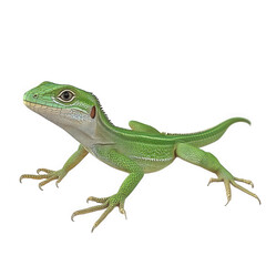 Obraz premium vibrant green lizard posed against a plain white background. showcasing its detailed scales and distinctive features this depiction highlights the animal's beauty and serves as an example of wildlife
