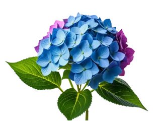 Selbstklebende Fototapeten Colorful hydrangea bouquet showcasing blue and purple blooms with vibrant green leaves in a bright setting © moonart